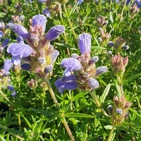 Dracocephalum argunense 'Fuji Blue'